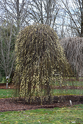 Weeping Pussy Willow (Salix caprea 'Pendula') at The Green Spot Home & Garden