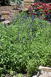 Victoria Blue Salvia (Salvia farinacea 'Victoria Blue') at The Green Spot Home & Garden