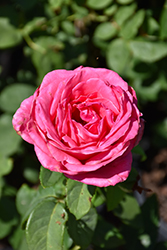 Perfume Delight Rose (Rosa 'Perfume Delight') at The Green Spot Home & Garden