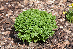 Boxwood Basil (Ocimum basilicum 'Boxwood') at The Green Spot Home & Garden