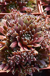 Chick Charms Cinnamon Starburst Hens And Chicks (Sempervivum 'Cinnamon Starburst') at The Green Spot Home & Garden