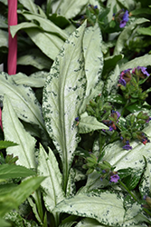 Silver Bouquet Lungwort (Pulmonaria 'Silver Bouquet') at The Green Spot Home & Garden