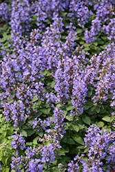 Purrsian Blue Catmint (Nepeta x faassenii 'Purrsian Blue') at The Green Spot Home & Garden