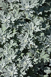 Silver Brocade Artemisia (Artemisia stelleriana 'Silver Brocade') at The Green Spot Home & Garden