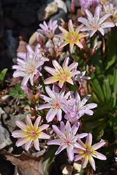 Little Peach Bitteroot (Lewisia 'Little Peach') at The Green Spot Home & Garden