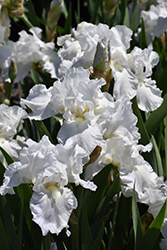 Immortality Iris (Iris 'Immortality') at The Green Spot Home & Garden
