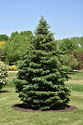 Black Hills Spruce (Picea glauca var. densata) at The Green Spot Home & Garden