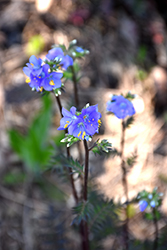 Purple Rain Jacob's Ladder (Polemonium yezoense 'Purple Rain') at The Green Spot Home & Garden