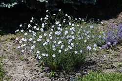 Blue Sapphire Perennial Flax (Linum perenne 'Blue Sapphire') at The Green Spot Home & Garden