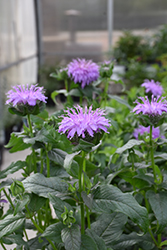 Blue Moon Beebalm (Monarda 'Blue Moon') at The Green Spot Home & Garden