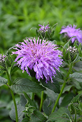 Blue Moon Beebalm (Monarda 'Blue Moon') at The Green Spot Home & Garden