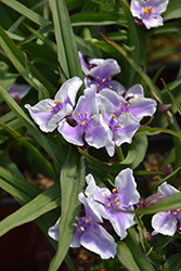 Bilberry Ice Spiderwort (Tradescantia x andersoniana 'Bilberry Ice') at The Green Spot Home & Garden