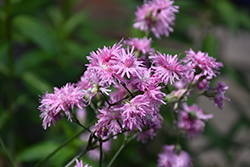 Petite Jenny Ragged Robin Campion (Lychnis flos-cuculi 'Petite Jenny') at The Green Spot Home & Garden