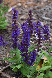 Woodland Sage (Salvia nemorosa) at The Green Spot Home & Garden