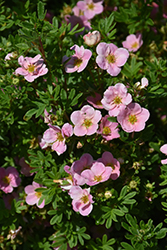 Pink Beauty Potentilla (Potentilla fruticosa 'Pink Beauty') at The Green Spot Home & Garden