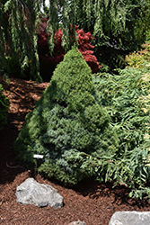 Alberta Blue Dwarf Spruce (Picea glauca 'Alberta Blue') at The Green Spot Home & Garden