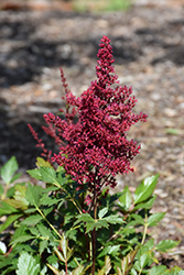Red Sentinel Astilbe (Astilbe x arendsii 'Red Sentinel') at The Green Spot Home & Garden