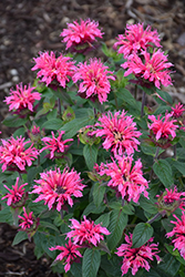 Cranberry Lace Beebalm (Monarda 'Cranberry Lace') at The Green Spot Home & Garden