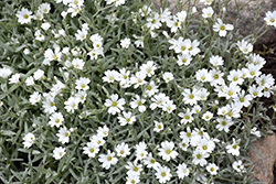 Snow-In-Summer (Cerastium tomentosum) at The Green Spot Home & Garden
