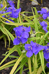 Sweet Kate Spiderwort (Tradescantia x andersoniana 'Sweet Kate') at The Green Spot Home & Garden