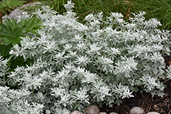Silver Brocade Artemisia (Artemisia stelleriana 'Silver Brocade') at The Green Spot Home & Garden