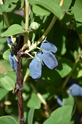 Berry Smart Blue Honeyberry (Lonicera caerulea 'Berry Smart Blue') at The Green Spot Home & Garden