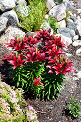 Lily Looks Tiny Rocket Lily (Lilium 'Tiny Rocket') at The Green Spot Home & Garden