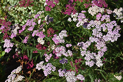Summer Pastels Yarrow (Achillea millefolium 'Summer Pastels') at The Green Spot Home & Garden