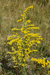 Canadian Goldenrod (Solidago canadensis) at The Green Spot Home & Garden