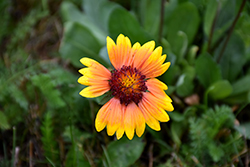 Blanket Flower (Gaillardia aristata) at The Green Spot Home & Garden