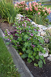 Zebrina Mallow (Malva sylvestris 'Zebrina') at The Green Spot Home & Garden