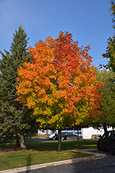 Unity Sugar Maple (Acer saccharum 'Unity') at The Green Spot Home & Garden