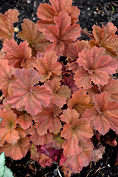 Northern Exposure Amber Coral Bells (Heuchera 'TNHEUNEA') at The Green Spot Home & Garden