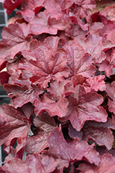 Northern Exposure Red Coral Bells (Heuchera 'TNHEUNER') at The Green Spot Home & Garden