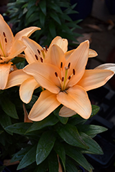 Lily Looks Tiny Moon Lily (Lilium 'Tiny Moon') at The Green Spot Home & Garden