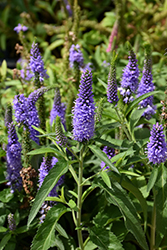 Vernique Shining Sea Speedwell (Veronica longifolia 'Vernique Shining Sea') at The Green Spot Home & Garden