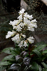 Onyx and Pearls Beard Tongue (Penstemon 'Onyx and Pearls') at The Green Spot Home & Garden