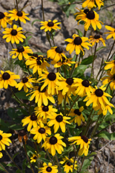 Black-eyed Susan (Rudbeckia hirta) at The Green Spot Home & Garden