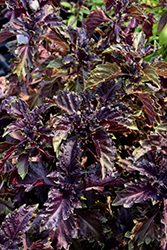 Purple Ruffles Basil (Ocimum basilicum 'Purple Ruffles') at The Green Spot Home & Garden