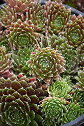 Chick Charms Cinnamon Starburst Hens And Chicks (Sempervivum 'Cinnamon Starburst') at The Green Spot Home & Garden