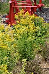 Canadian Goldenrod (Solidago canadensis) at The Green Spot Home & Garden