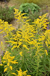 Canadian Goldenrod (Solidago canadensis) at The Green Spot Home & Garden