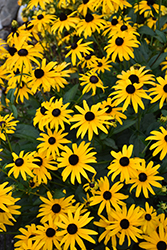 American Gold Rush Coneflower (Rudbeckia 'American Gold Rush') at The Green Spot Home & Garden