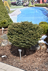 Little Gem Spruce (tree form) (Picea abies 'Little Gem (tree form)') at The Green Spot Home & Garden