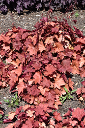 Carnival Cinnamon Stick Coral Bells (Heuchera 'Cinnamon Stick') at The Green Spot Home & Garden