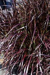 Purple Fountain Grass (Pennisetum setaceum 'Rubrum') at The Green Spot Home & Garden