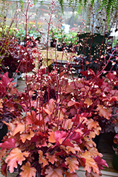 Peach Flambe Coral Bells (Heuchera 'Peach Flambe') at The Green Spot Home & Garden