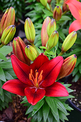 Lily Looks Tiny Rocket Lily (Lilium 'Tiny Rocket') at The Green Spot Home & Garden