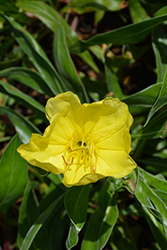 Ozark Sundrops (Oenothera missouriensis) at The Green Spot Home & Garden