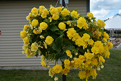 Nonstop Joy Yellow Begonia (Begonia 'Nonstop Joy Yellow') at The Green Spot Home & Garden